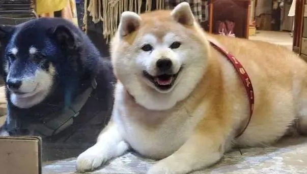 柴犬长出“海豹身型”,主人讲出它的胃口后,却让大伙儿觉得惊讶