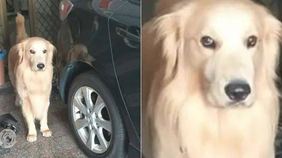 买一个饭回家了被凶,金毛狗狗面带“父亲质疑闺女脸”:跑去哪里鬼混了?