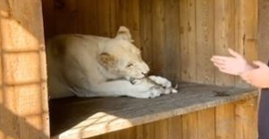 德国牧羊犬成为两只小狮子的“妈妈”