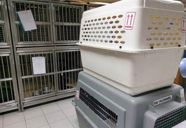 台两只搜救犬受训后回家受阻 缺证明滞留机场