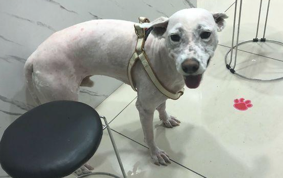 流浪犬走在路上往返徘徊,男孩儿送去宠物用品店后,营业员:捡到宝了