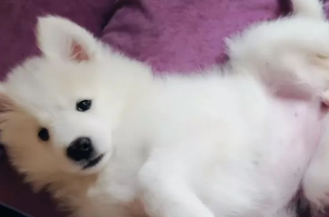 小狗失明后,我为它养了只导盲犬