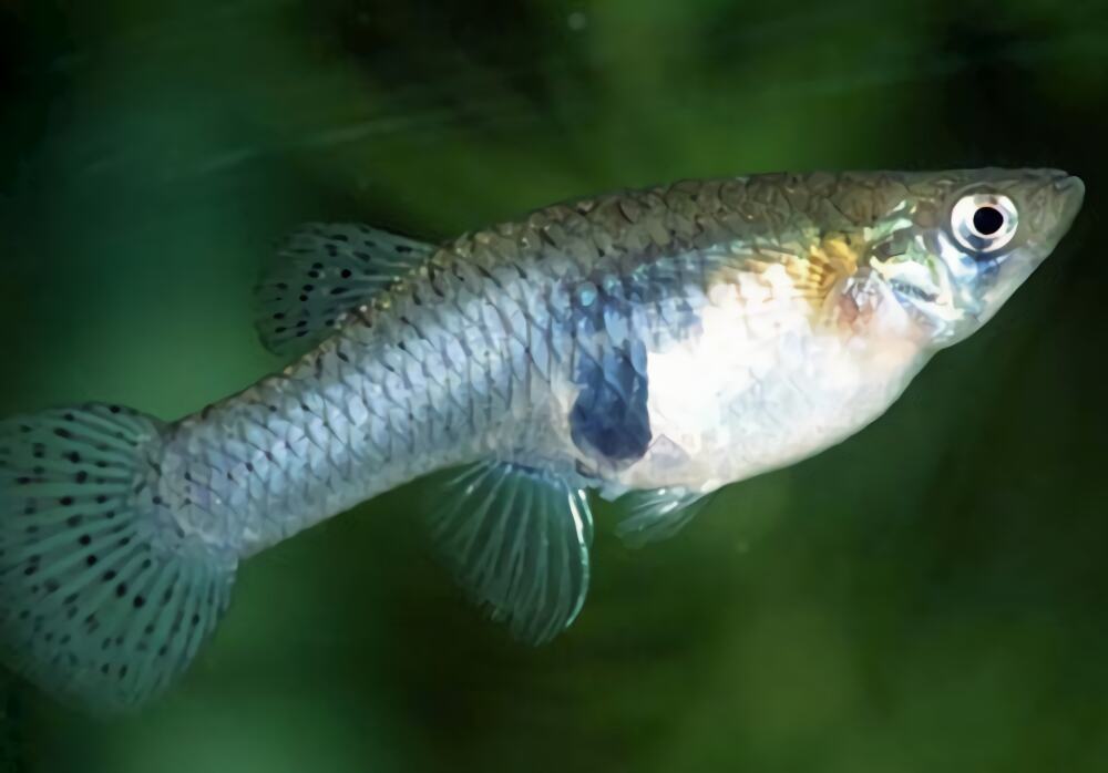 食蚊鱼身份信息