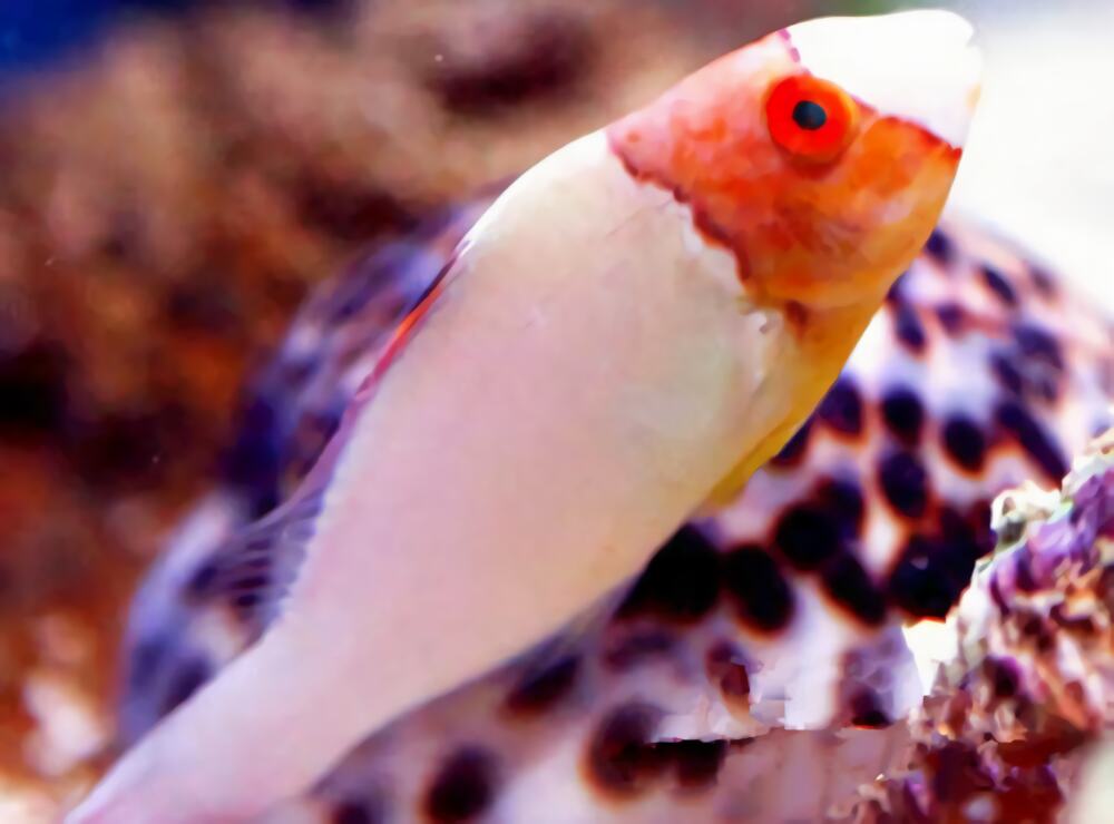 白鹦哥身份信息