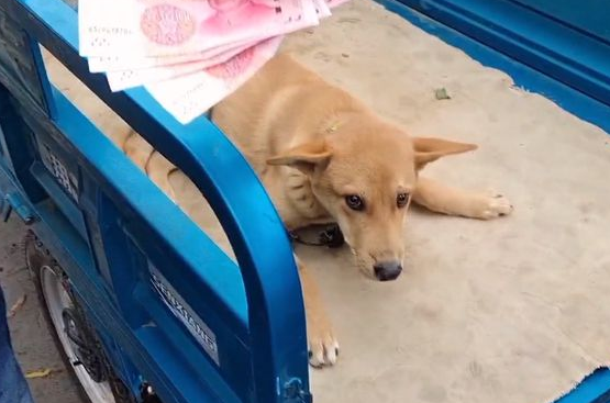 瘸腿狗狗卖狗贩,临别时,狗狗险些咬伤主人