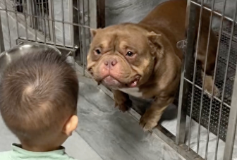 看起来凶猛的恶霸犬,对孩子却非常温柔,都望眼欲穿了:快摸我!