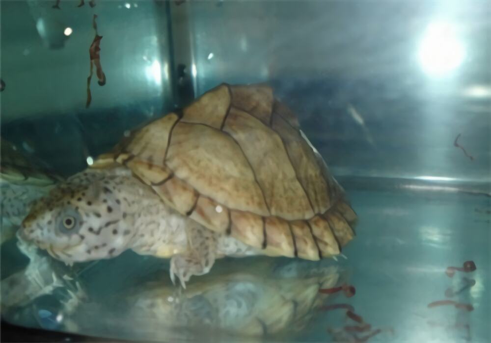 刀背麝香龟身份信息