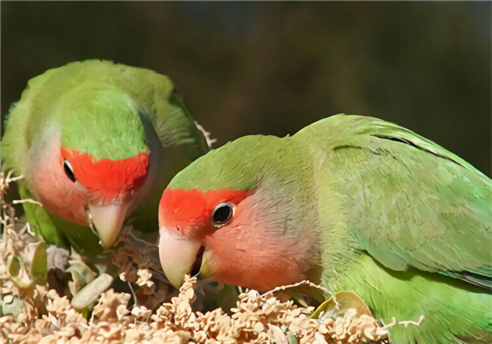桃面爱情鹦鹉身份信息