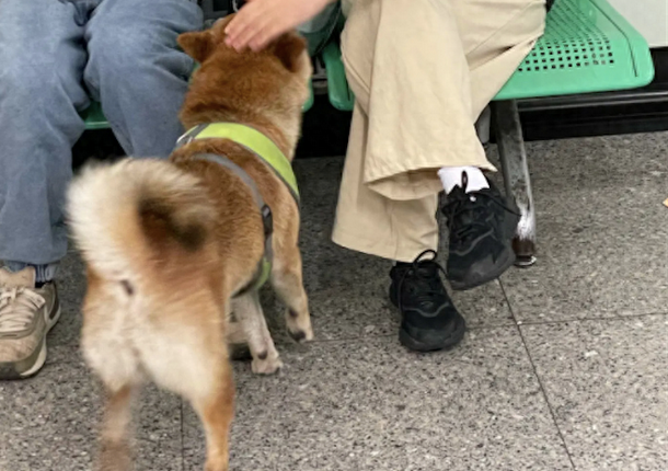 走丢柴犬误闯进地铁站,工作人员找到后抱它离开,像明星