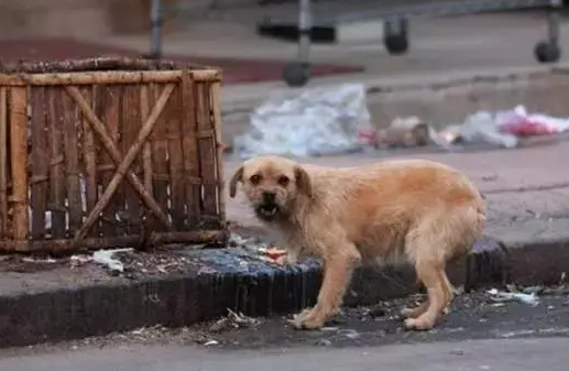 中国流浪狗数量高达4000万只