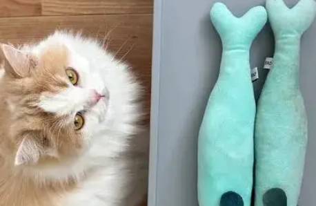 不准丢我的鱼!主人要丢苏格兰折耳猫的破烂玩具,下一秒心碎了……