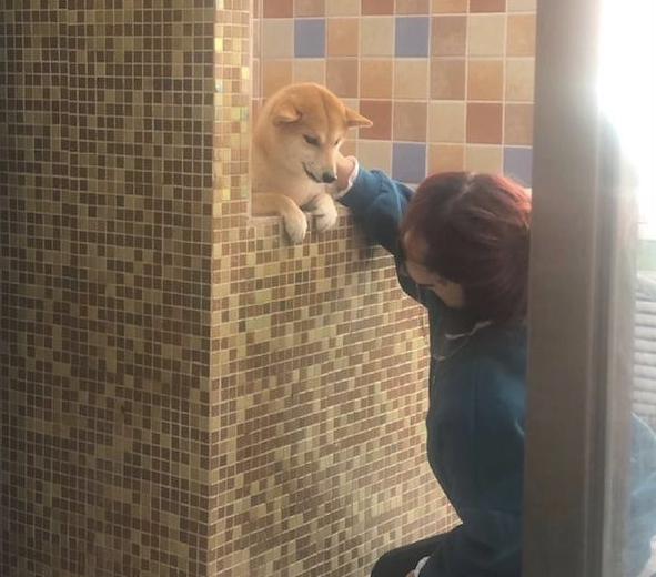 柴犬在冼澡以前,主人还去给它做观念提前准备,狗:乘飞机讹一下主人!