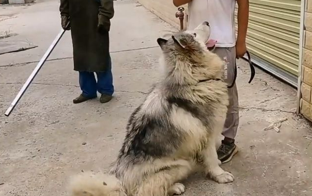 因偷吃鸭子,险被打死的阿拉斯加犬,靠近后发现原来它是如此温顺