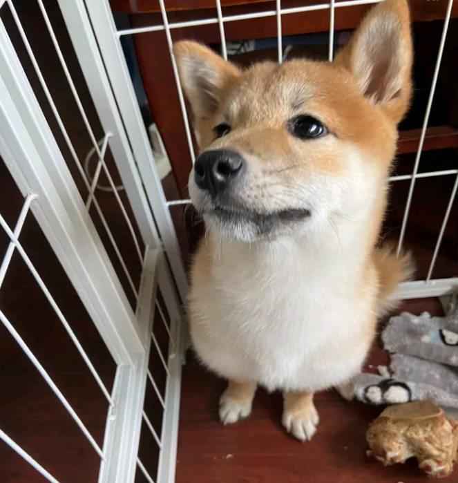 柴犬想出去玩,結果被主人家说得心神不安,哪都不去了