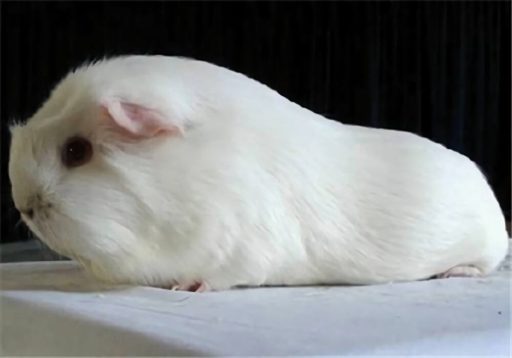 缎毛白色凤冠天竺鼠身份信息