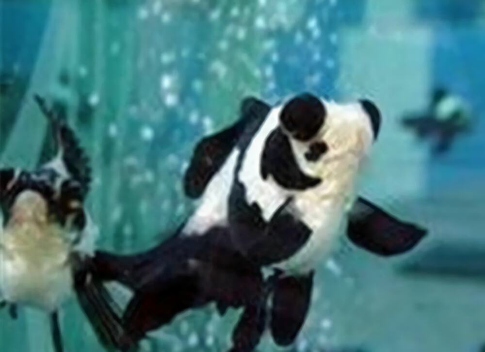 喜鹊花身份信息