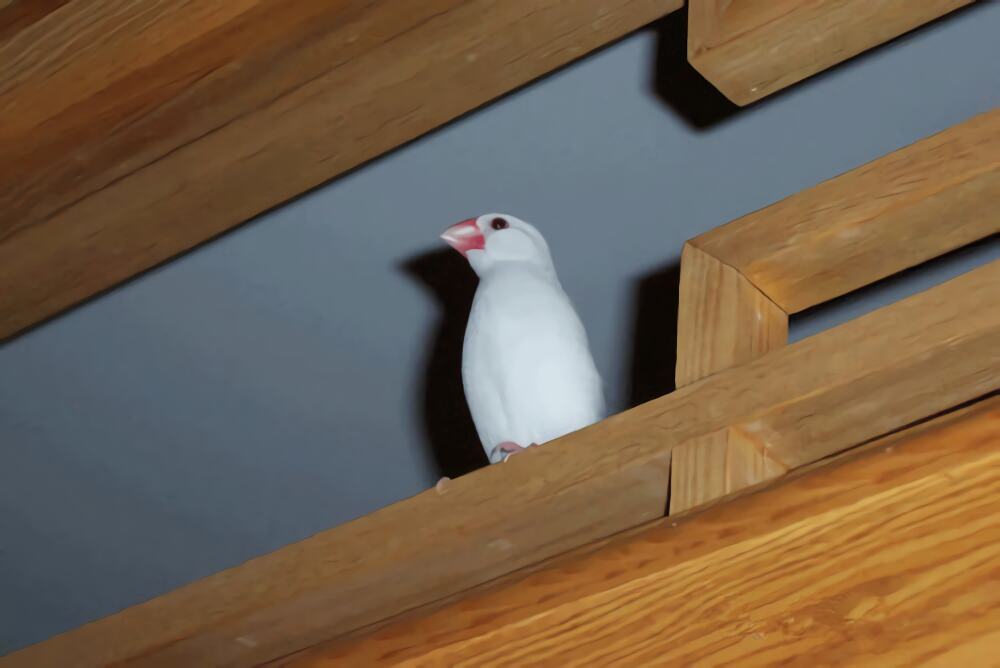 白文鸟身份信息