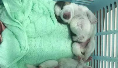 哈士奇临幸比格犬狗崽尽管看上去不二可睡觉姿势却仿佛曝露了哪些