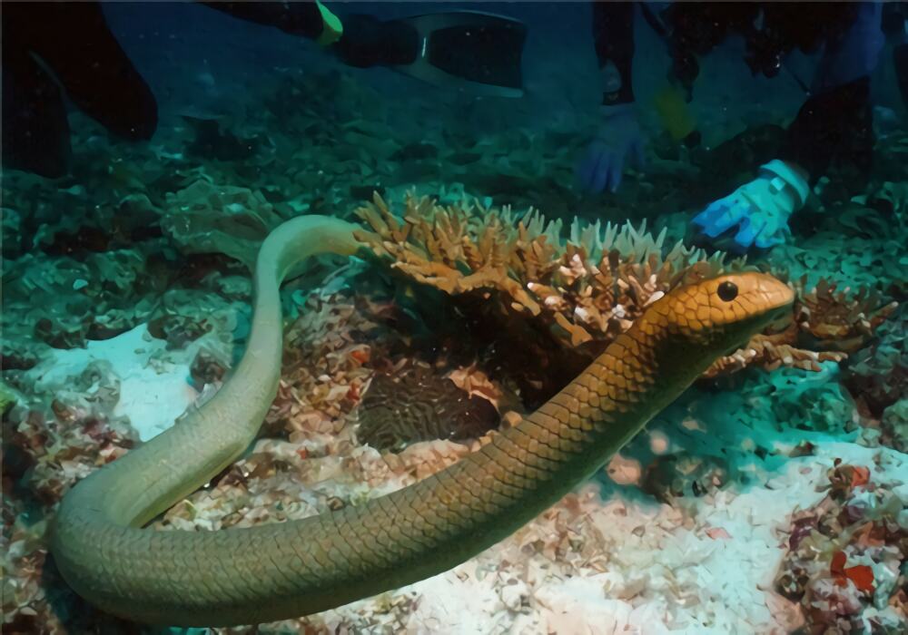 青环海蛇身份信息