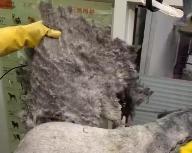 好心送流浪狗去剃毛, 剃完毛后, 宠物店老板崩溃了