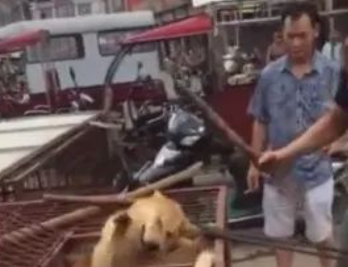 狗贩棒打狗狗头部,狗狗不停呜咽挣扎,引发路人气愤报警!
