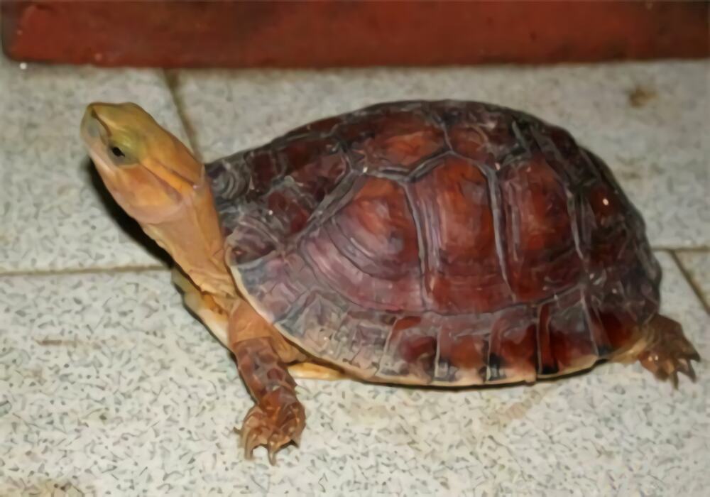 百色闭壳龟身份信息