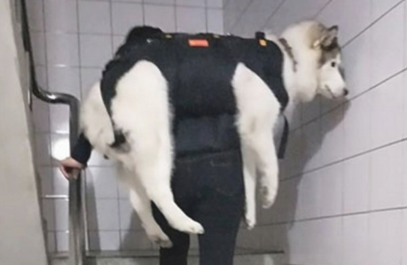 女人整体实力宠溺狗狗,竟这般带雪橇犬上下楼,网友看过惊掉下巴