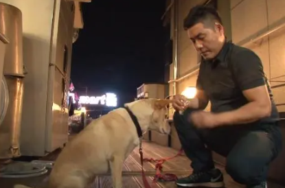 自家狗狗没有孩子,腹部却经常流出乳汁?