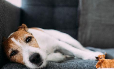 美国男子奸淫朋友家中怀孕母狗,朋友认为恶心但选择了原谅