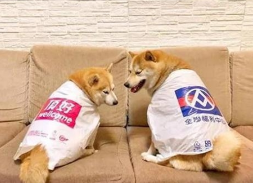 主人给狗子制做雨披,一套还比一套时尚潮流,德牧的女巫装最有趣