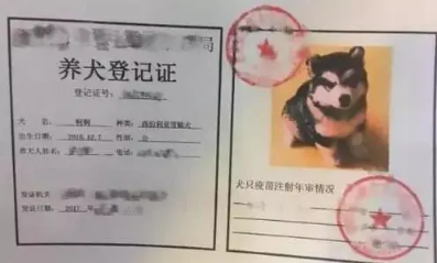 上海狗证怎么办理?