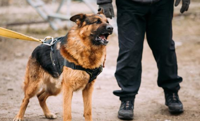 中华田园犬为什么当不上小狗警犬?土狗有这5个缺陷 网民懂了