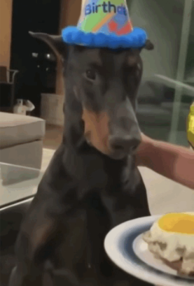 爆笑!狗子过生日满眼都是吃的,主人示爱被忽略......