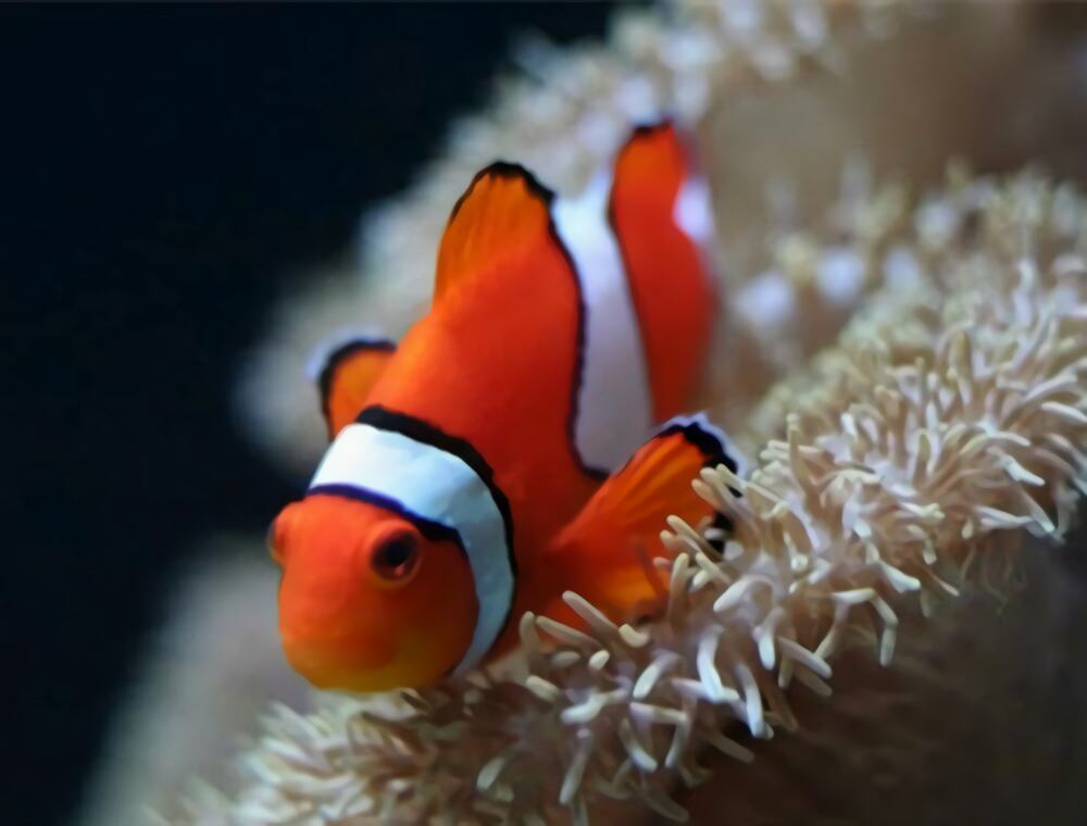 小丑鱼身份信息