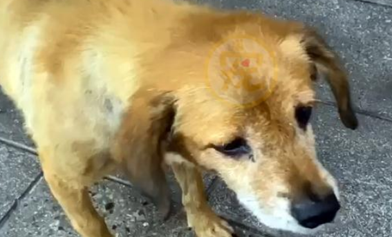 流浪老犬上门乞讨,面对食物不敢接受:我真的可以吃吗?