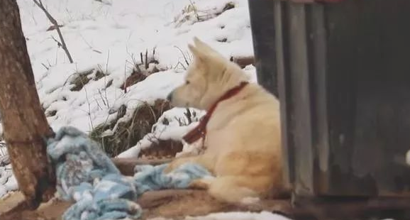 小狗将食材分到流浪犬,还让流浪犬睡在狗狗的窝里,它却躺在外边留宿