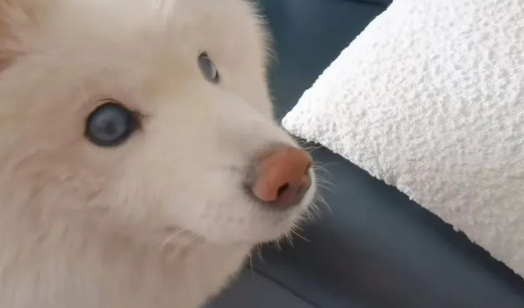 小狗失明后,我为它养了只导盲犬