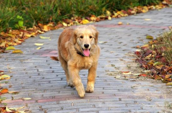 金毛犬和主人走失后,自己跑到宠物医院求助,金毛:我主人不见了