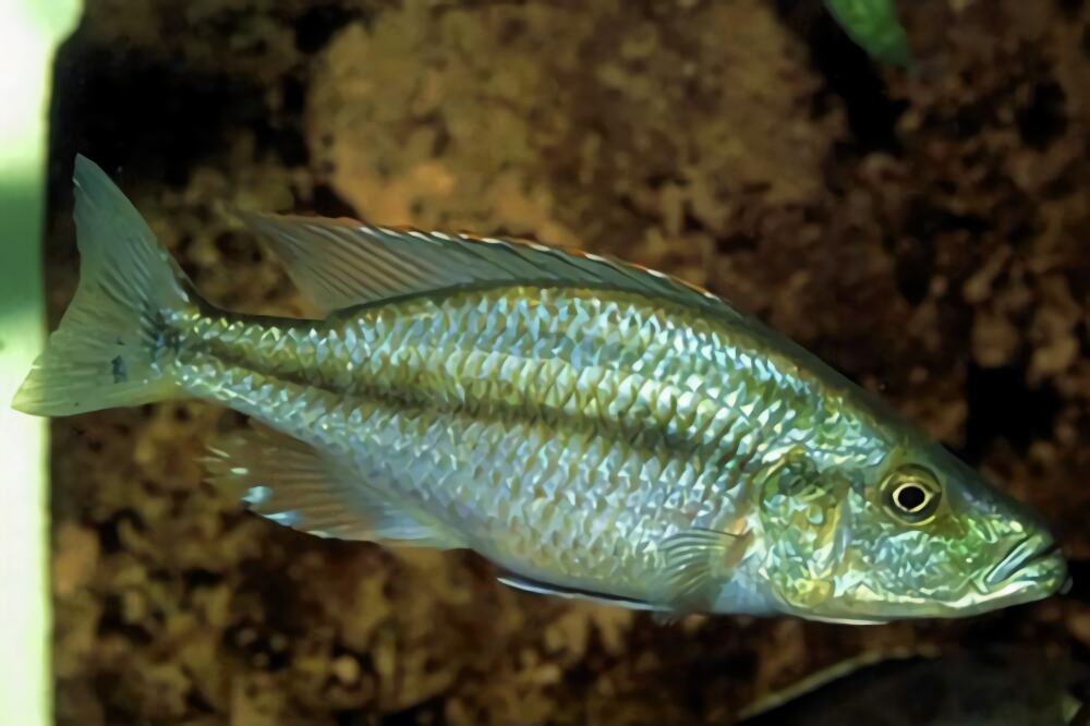 马面鲷身份信息