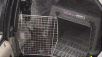 做好这3步,让狗狗乖乖坐车,安全行驶