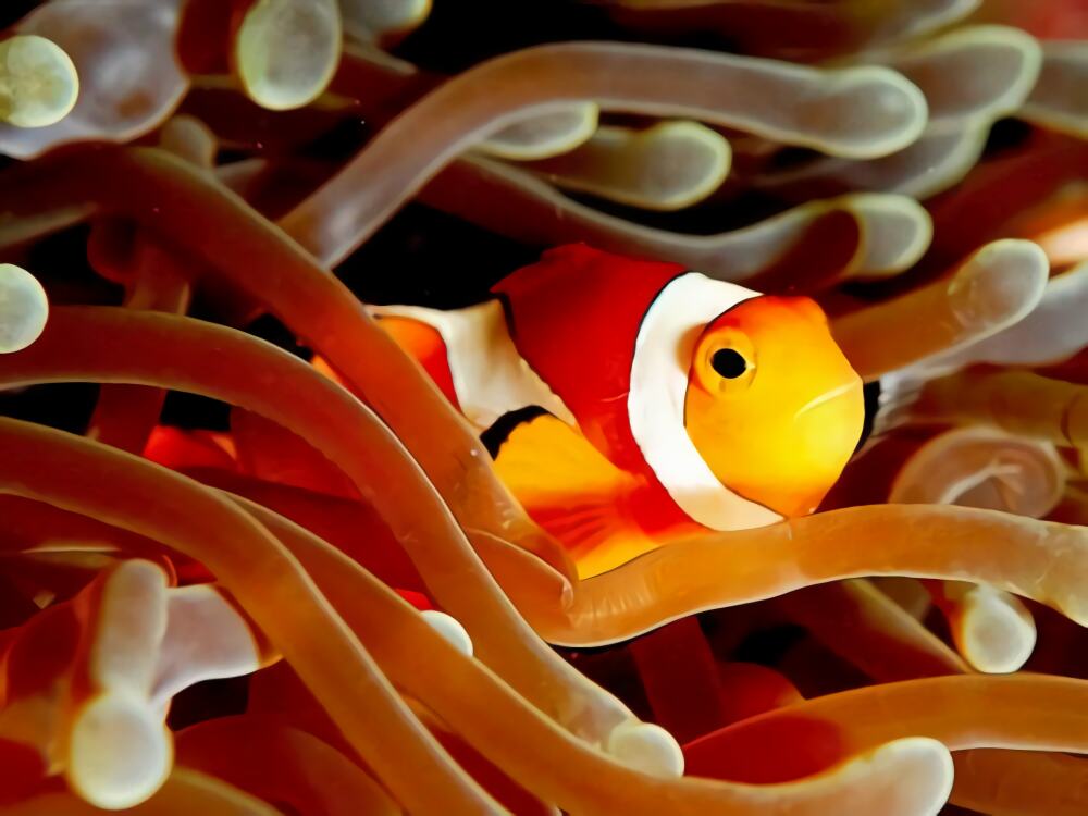 小丑鱼身份信息