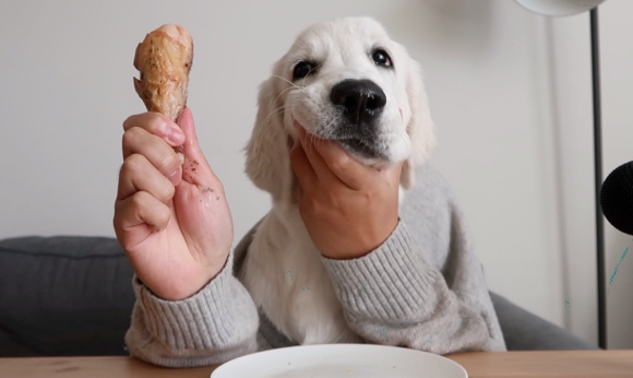 狗狗护食,主人有妙招 结局很感人……