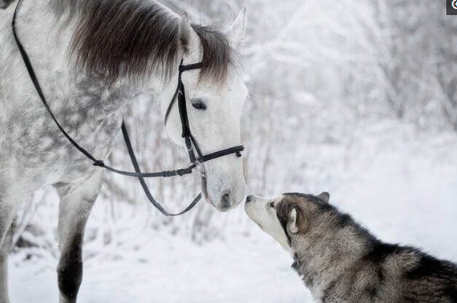 哈士奇找了新的女友,在雪里秀恩爱,犬粮满天飞舞!