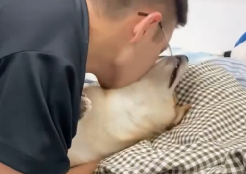 面对主人狂吻,柴犬一脸生无可恋!但有的狗狗并不喜欢亲吻拥抱