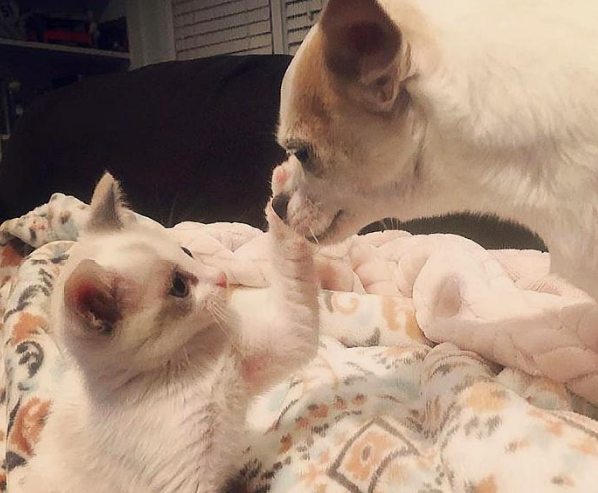 女孩路遇一只受伤小猫，本不打算收养，却又因小猫而收养了一只狗