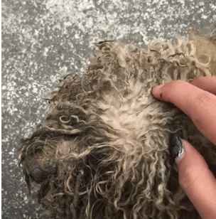 一只3年没冼澡的泰迪，有一些狗，真不适宜在农村养