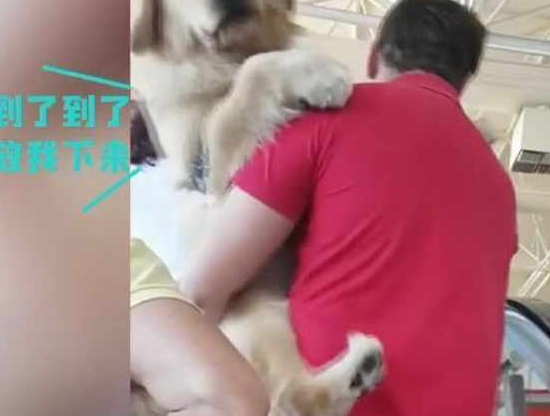快一百斤大金毛怕坐电梯,要小哥抱抱才敢上:你说你丢不丢狗?