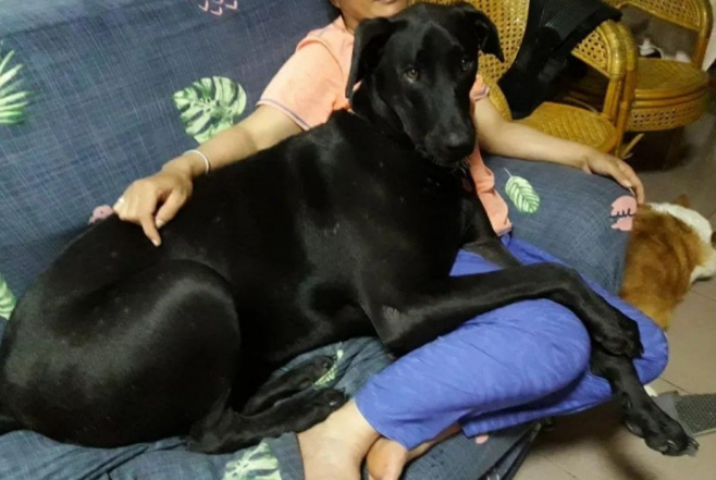 男子被狗狗扇了一巴掌,已经疑惑时,仰头一看却由不得吸了一口气