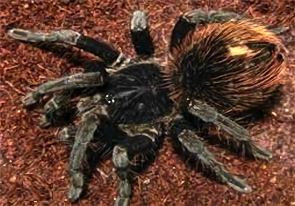 哥伦比亚黑巨人身份信息