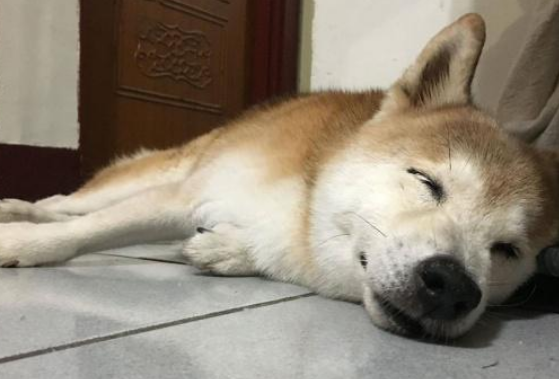 从繁殖场死里逃生的柴犬,患上老年痴呆,主人不离不弃陪伴左右
